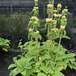 Phlomis russeliana ---